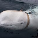 Приплывший в Норвегию кит с оборудованием из Петербурга отказался возвращаться в Россию