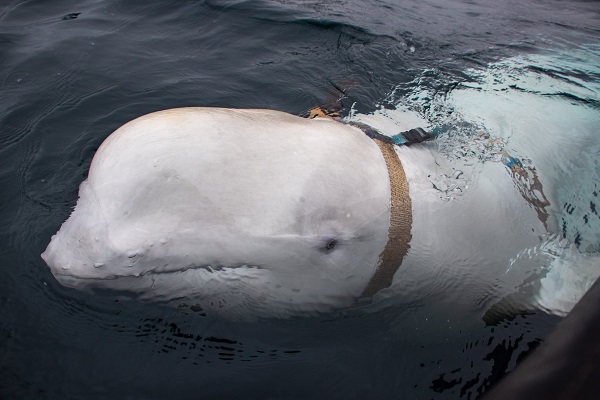 Приплывший в Норвегию кит с оборудованием из Петербурга отказался возвращаться в Россию