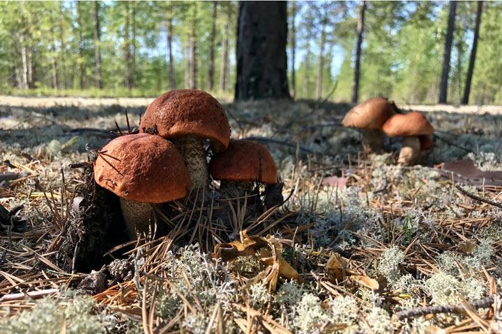 В лес по грибы: тихая охота без печальных последствий